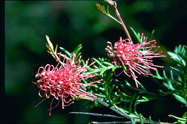 APII jpeg image of Grevillea 'Poorinda Enchantment'  © contact APII