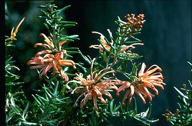 APII jpeg image of Grevillea 'Poorinda Queen'  © contact APII