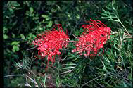 Grevillea 'Robyn Gordon' - click for larger image