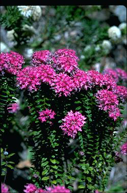 APII jpeg image of Pimelea ferruginea 'Bonne Petite'  © contact APII