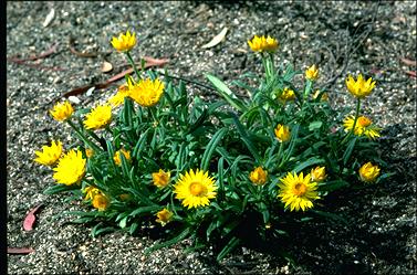 APII jpeg image of Xerochrysum bracteatum 'Diamond Head'  © contact APII