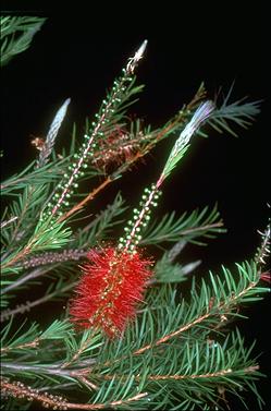 APII jpeg image of Callistemon 'Packers Selection'  © contact APII