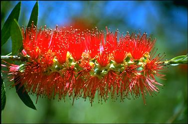 APII jpeg image of Callistemon 'Red Reika'  © contact APII