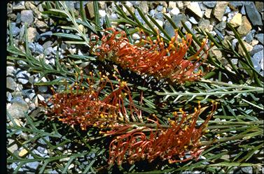 APII jpeg image of Grevillea 'Lyrebird'  © contact APII