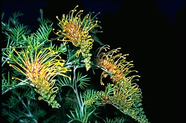 APII jpeg image of Grevillea 'Golden Glory'  © contact APII