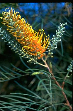 APII jpeg image of Grevillea 'Honey Gem'  © contact APII