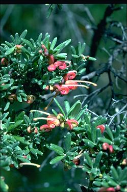 APII jpeg image of Grevillea 'Little Thicket'  © contact APII