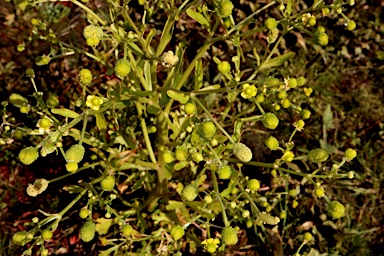 APII jpeg image of Ranunculus sceleratus subsp. sceleratus  © contact APII