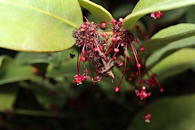 APII jpeg image of Phyllanthus sp. Bulburin (P.I.Forster+ PIF16034)  © contact APII