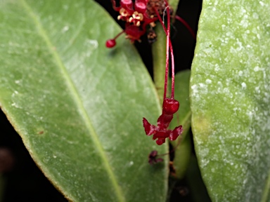 APII jpeg image of Phyllanthus sp. Bulburin (P.I.Forster+ PIF16034)  © contact APII