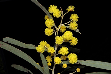 APII jpeg image of Acacia caesiella  © contact APII