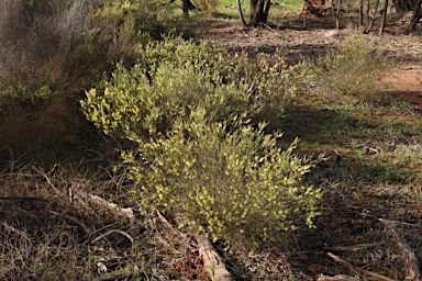 APII jpeg image of Acacia flexifolia  © contact APII