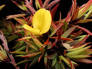 APII jpeg image of Pultenaea villifera var. villifera  © contact APII