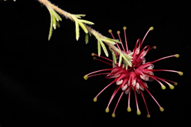 APII jpeg image of Grevillea hirtella  © contact APII