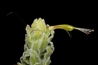 APII jpeg image of Eremophila subfloccosa subsp. subfloccosa  © contact APII