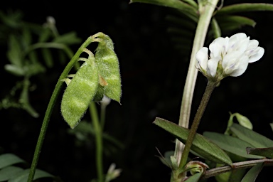 APII jpeg image of Vicia hirsuta  © contact APII