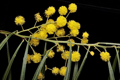 APII jpeg image of Acacia neriifolia  © contact APII