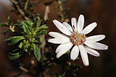 APII jpeg image of Olearia iodochroa  © contact APII