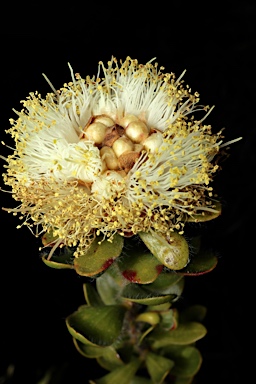 APII jpeg image of Melaleuca megacephala  © contact APII