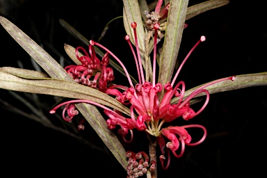 APII jpeg image of Grevillea oleoides  © contact APII