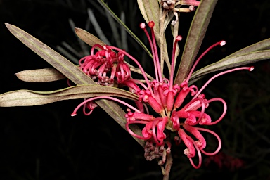 APII jpeg image of Grevillea oleoides  © contact APII