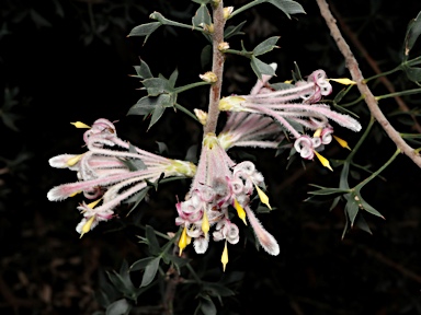 APII jpeg image of Petrophile biloba  © contact APII