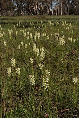 APII jpeg image of Stackhousia monogyna  © contact APII