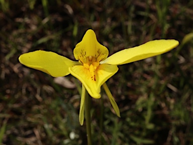 APII jpeg image of Diuris behrii  © contact APII