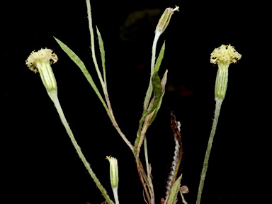 APII jpeg image of Millotia myosotidifolia  © contact APII