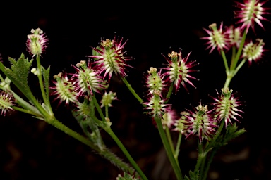 APII jpeg image of Daucus glochidiatus  © contact APII