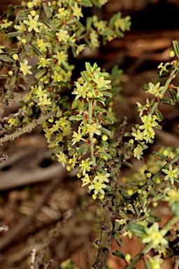 APII jpeg image of Phyllanthus hirtellus  © contact APII