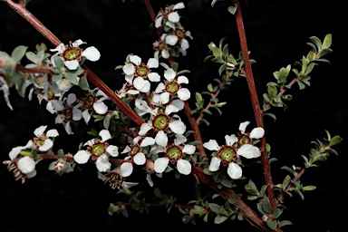 APII jpeg image of Leptospermum divaricatum  © contact APII