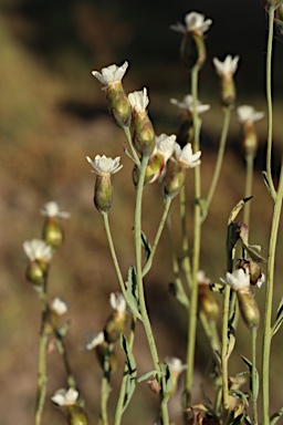 APII jpeg image of Rhodanthe stricta  © contact APII