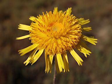 APII jpeg image of Podolepis jaceoides  © contact APII