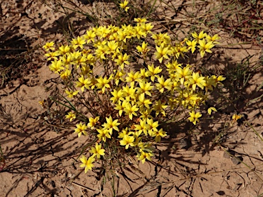 APII jpeg image of Goodenia pinnatifida  © contact APII