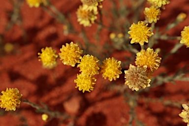 APII jpeg image of Hyalosperma glutinosum subsp. glutinosum  © contact APII