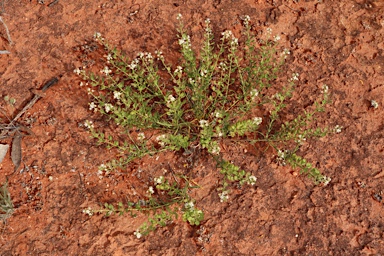 APII jpeg image of Lepidium phlebopetalum  © contact APII