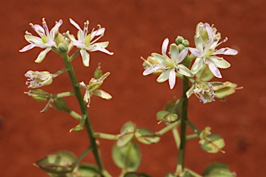 APII jpeg image of Lepidium phlebopetalum  © contact APII