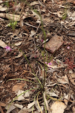 APII jpeg image of Arthropodium minus  © contact APII