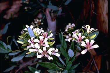 APII jpeg image of Marianthus bicolor  © contact APII