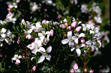 APII jpeg image of Boronia citriodora subsp. paulwilsonii  © contact APII