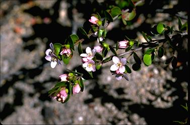 APII jpeg image of Boronia rhomboidea  © contact APII