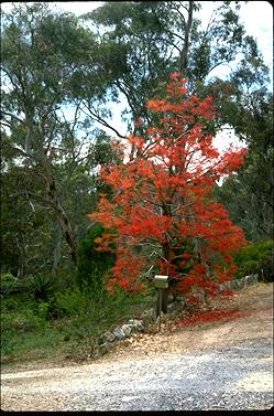 APII jpeg image of Brachychiton acerifolius  © contact APII