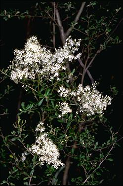 APII jpeg image of Bursaria spinosa subsp. lasiophylla  © contact APII