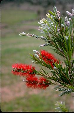 APII jpeg image of Callistemon 'Dawson River Weeper'  © contact APII