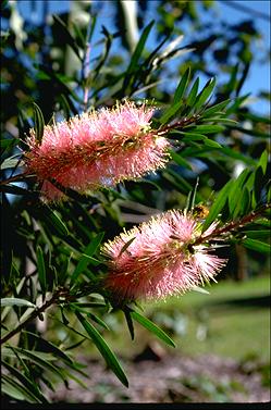 APII jpeg image of Callistemon 'Pink Champagne'  © contact APII