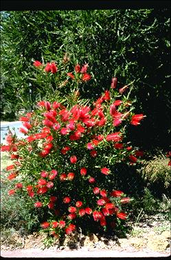 APII jpeg image of Callistemon citrinus 'Splendens'  © contact APII