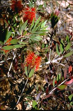 APII jpeg image of Callistemon polandii  © contact APII