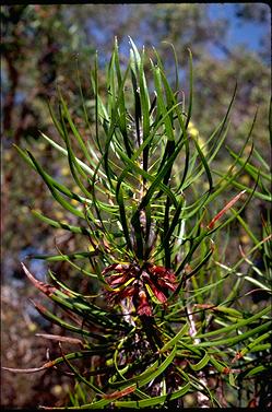 APII jpeg image of Calothamnus pachystachyus  © contact APII