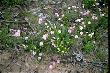 APII jpeg image of Calotis cuneifolia  © contact APII